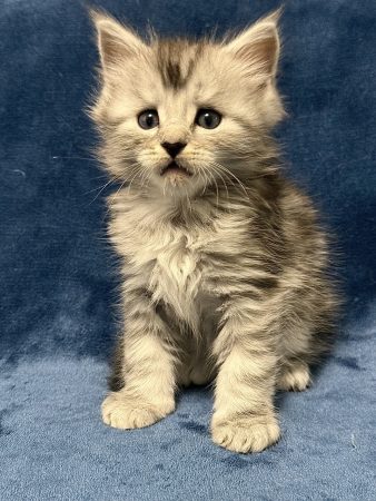 Image de la portée de chaton de l'élévage Les Chatons de Zaïa