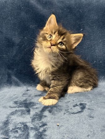 Image de la portée de chaton de l'élévage Les Chatons de Zaïa