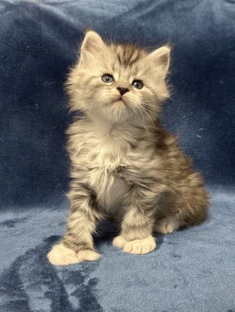 Image de la portée de chaton de l'élévage Les Chatons de Zaïa