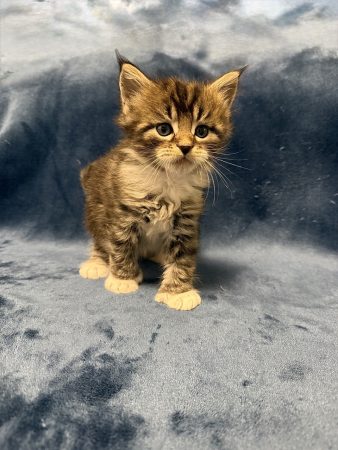 Image de la portée de chaton de l'élévage Les Chatons de Zaïa