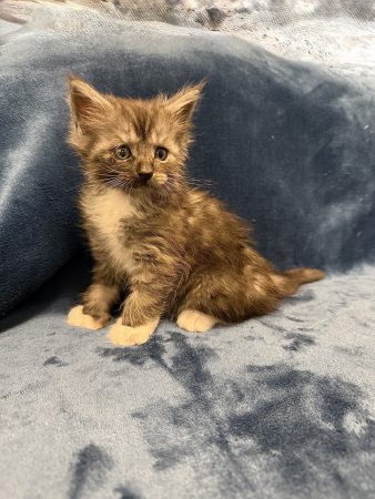 Image de la portée de chaton de l'élévage Les Chatons de Zaïa
