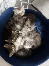 Chatons de race Maine coon à vendre chez l'éleveur Les Chatons de Zaïa