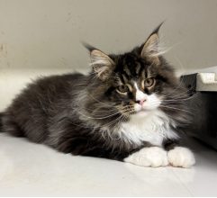 Chatons de race Maine coon à vendre chez l'éleveur DU PALAIS DES PAPES