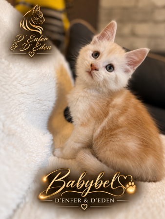 Image de la portée de chaton de l'élévage D&rsquo;ENFER ET D&rsquo;EDEN