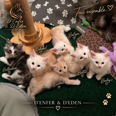 Image de la portée de chaton de l'élévage D&rsquo;ENFER ET D&rsquo;EDEN