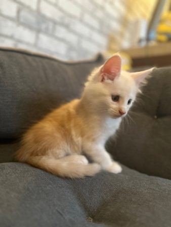 Image de la portée de chaton de l'élévage D&rsquo;ENFER ET D&rsquo;EDEN