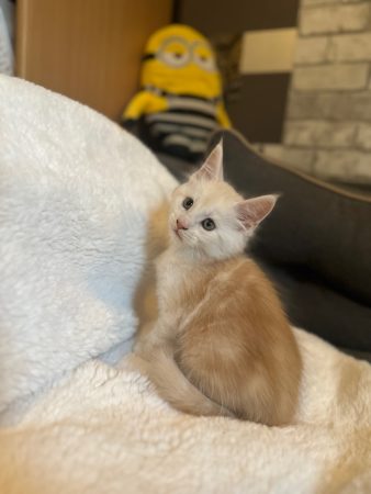 Image de la portée de chaton de l'élévage D&rsquo;ENFER ET D&rsquo;EDEN