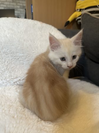 Image de la portée de chaton de l'élévage D&rsquo;ENFER ET D&rsquo;EDEN