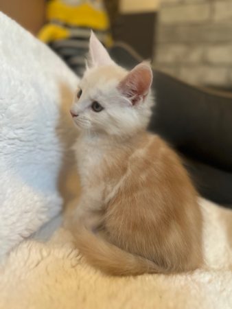 Image de la portée de chaton de l'élévage D&rsquo;ENFER ET D&rsquo;EDEN