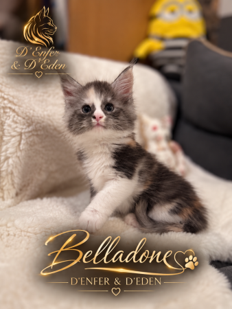Image de la portée de chaton de l'élévage D&rsquo;ENFER ET D&rsquo;EDEN