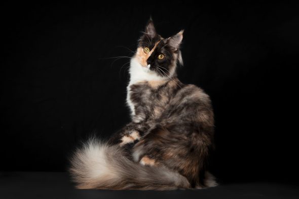 Image de la portée de chaton de l'élévage D&rsquo;ENFER ET D&rsquo;EDEN