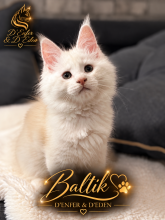 Chatons de race Maine coon à vendre chez l'éleveur D&rsquo;ENFER ET D&rsquo;EDEN