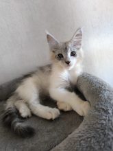 Chatons d'apparence Maine coon à vendre chez l'éleveur Des Coon de Céline