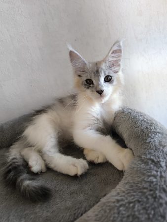 Image de la portée de chaton de l'élévage Des Coon de Céline