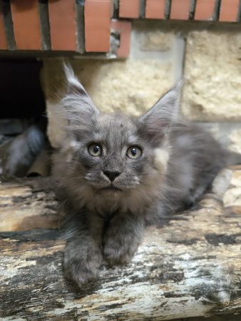 Image de la portée de chaton de l'élévage Des Coon de Céline