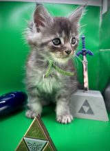 Chatons de race Maine coon à vendre chez l'éleveur LA CHATTERIE DES COONS DE ZELDA