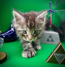 Chatons de race Maine coon à vendre chez l'éleveur LA CHATTERIE DES COONS DE ZELDA