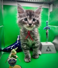 Chatons de race Maine coon à vendre chez l'éleveur LA CHATTERIE DES COONS DE ZELDA