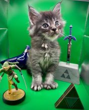 Chatons de race Maine coon à vendre chez l'éleveur LA CHATTERIE DES COONS DE ZELDA