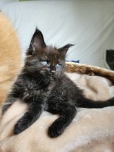 Chatons de race Maine coon à vendre chez l'éleveur DES CHATS D AYMCELI