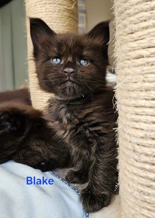 Image de la portée de chaton de l'élévage DES CHATS D AYMCELI