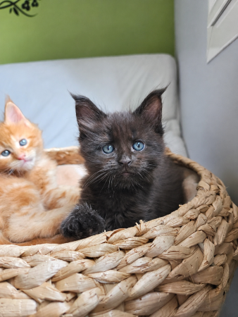 Image de la portée de chaton de l'élévage DES CHATS D AYMCELI