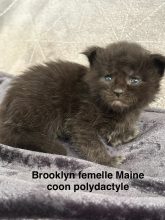 Chatons de race Maine coon à vendre chez l'éleveur JACQUEMIN MAUD