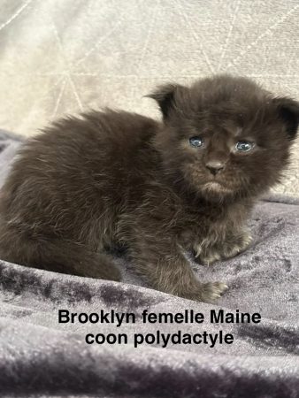 Image de la portée de chaton de l'élévage JACQUEMIN MAUD