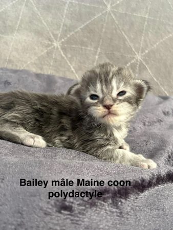 Image de la portée de chaton de l'élévage JACQUEMIN MAUD