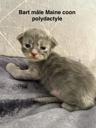 Image de la portée de chaton de l'élévage JACQUEMIN MAUD