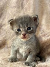 Chatons de race Maine coon à vendre chez l'éleveur JACQUEMIN MAUD