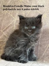 Chatons de race Maine coon à vendre chez l'éleveur JACQUEMIN MAUD