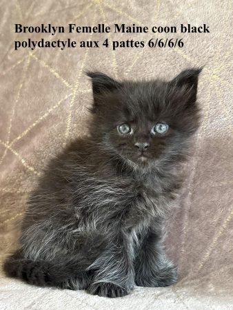 Image de la portée de chaton de l'élévage JACQUEMIN MAUD
