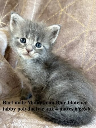Image de la portée de chaton de l'élévage JACQUEMIN MAUD