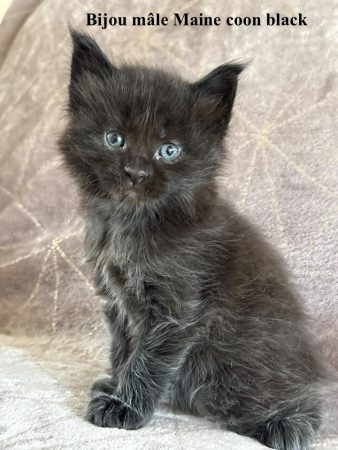 Image de la portée de chaton de l'élévage JACQUEMIN MAUD