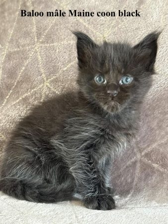 Image de la portée de chaton de l'élévage JACQUEMIN MAUD