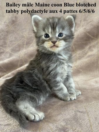 Image de la portée de chaton de l'élévage JACQUEMIN MAUD