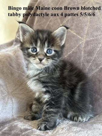 Image de la portée de chaton de l'élévage JACQUEMIN MAUD