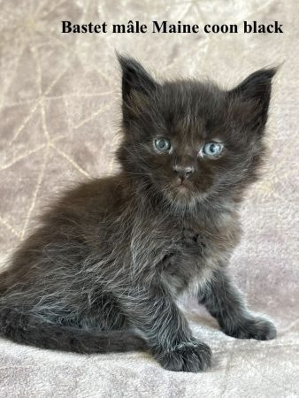 Image de la portée de chaton de l'élévage JACQUEMIN MAUD
