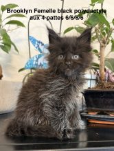Chatons de race Maine coon à vendre chez l'éleveur JACQUEMIN MAUD