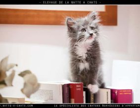 DE LA NATTE A CHATS