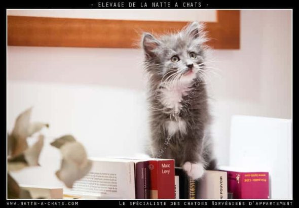 DE LA NATTE A CHATS - Image 1