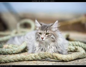 DE LA NATTE A CHATS