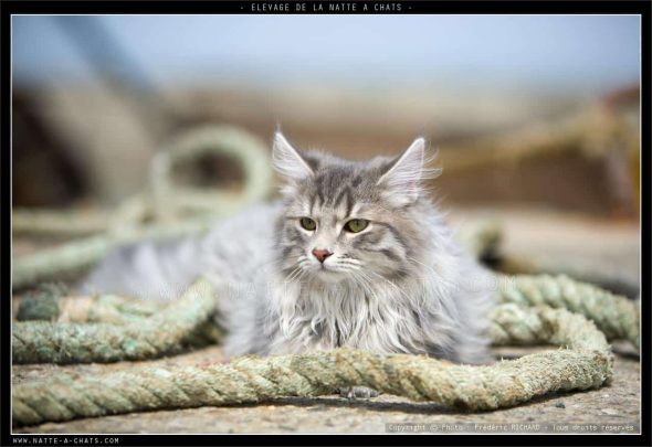 DE LA NATTE A CHATS - Image 4