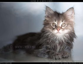 DE LA NATTE A CHATS