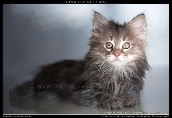 DE LA NATTE A CHATS - Image 5