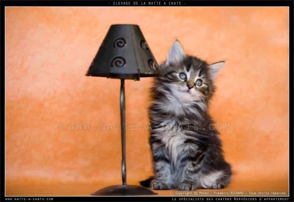 DE LA NATTE A CHATS - Image 8