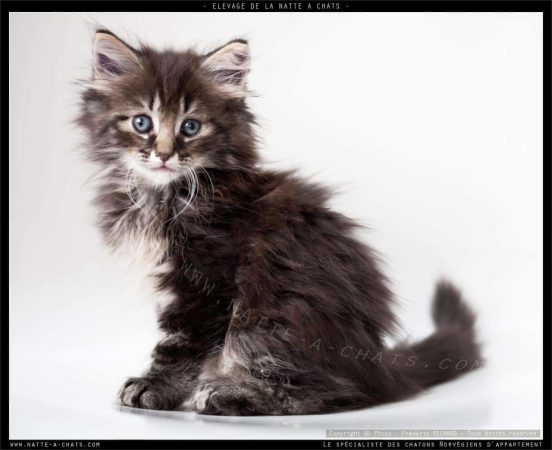 DE LA NATTE A CHATS - Image 9