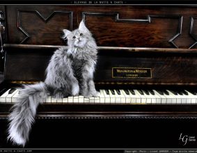 DE LA NATTE A CHATS