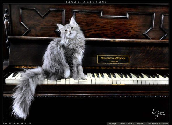 DE LA NATTE A CHATS - Image 3